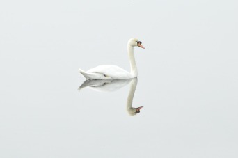swan-293157_1280